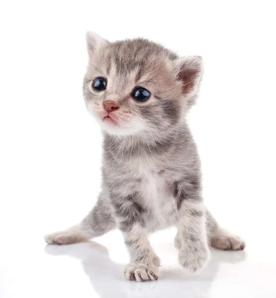Piękny kociak szarych — Zdjęcie stockowe