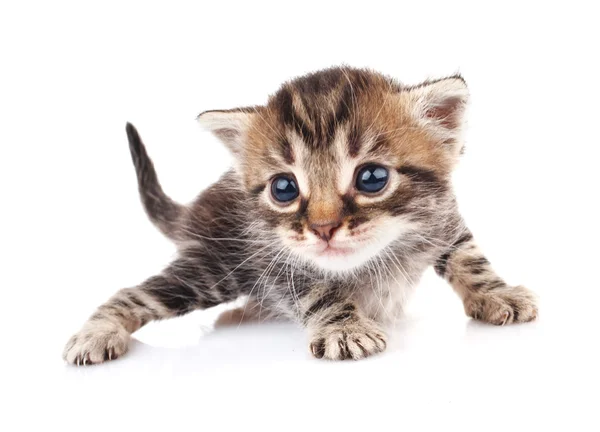 Tabby Kätzchen sitzend — Stockfoto