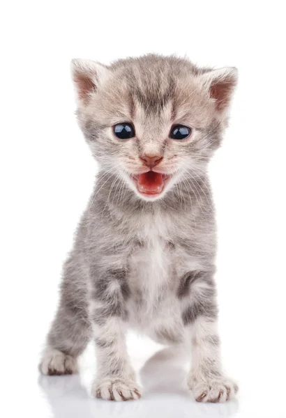 Gatinho cinzento chorando — Fotografia de Stock