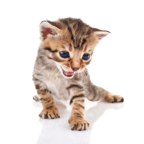 Çizgili kedicik ağlıyor — Stok fotoğraf