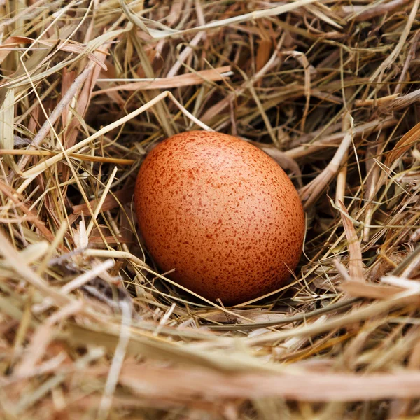 Яйце в гнізді — стокове фото