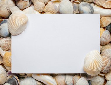 Deniz kabuğu arka plan üzerinde boş sayfa