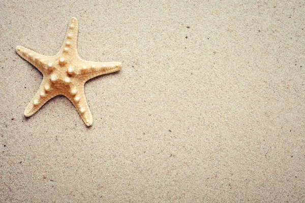 Conchas marinas sobre arena. Estrella de mar — Foto de Stock
