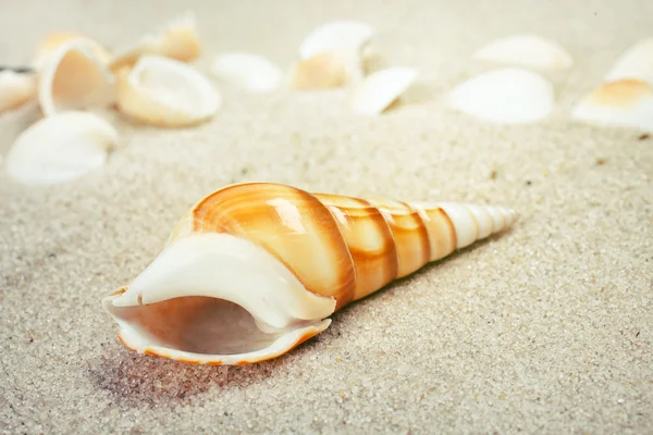 Belas conchas do mar na areia . — Fotografia de Stock