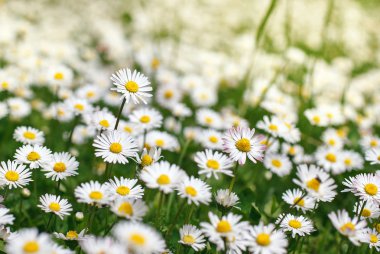 güzel papatya alan çiçeklenme