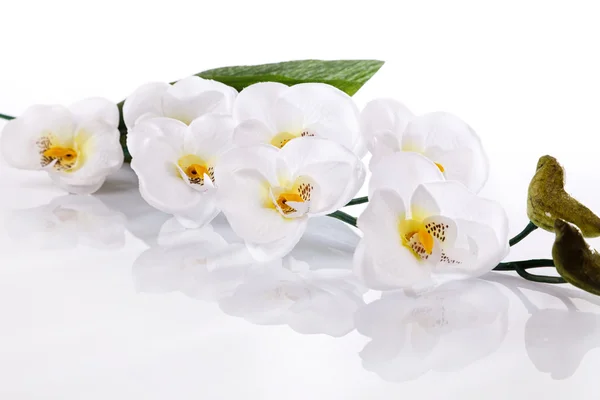White orchid isolated — Stock Photo, Image