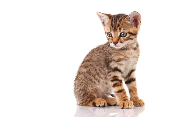 앉아 줄무늬 고양이 — 스톡 사진