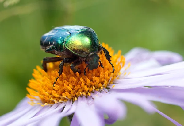 green beetle sitting on a purple daisy