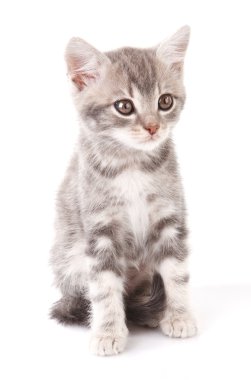 güzel gri tabby yavru kedi