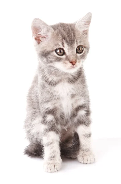 Beautiful gray tabby kitten — Stock Photo, Image