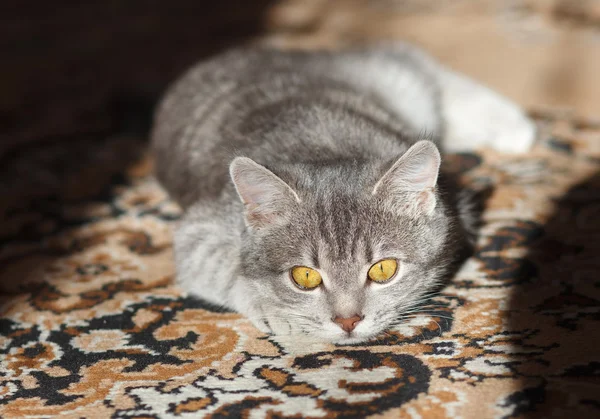 Grijze kat is in de zon met gele ogen — Stockfoto