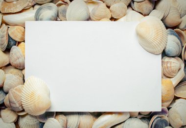 Deniz kabuğu arka plan üzerinde boş sayfa