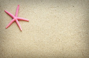 Sand.red deniz yıldızı deniz kabukları
