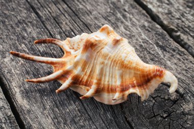 Tahta zemin üzerinde deniz kabuğu