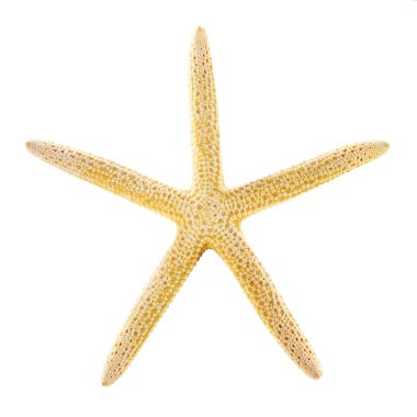 beyaz üzerinde izole denizyıldızı