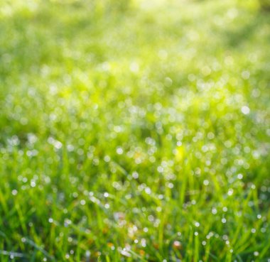 Üstten Görünüm yeşil çimen