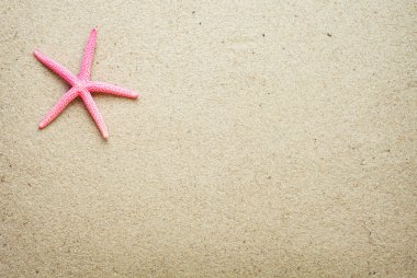 Sand.red deniz yıldızı deniz kabukları