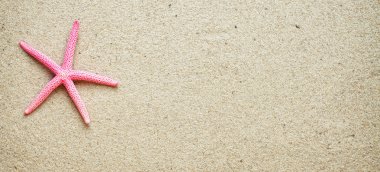 Sand.red deniz yıldızı deniz kabukları