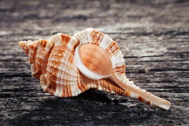 Tahta zemin üzerinde deniz kabuğu
