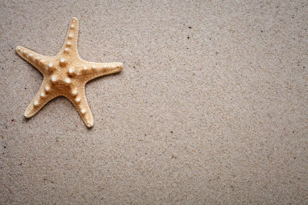 Conchas marinas sobre arena. Estrella de mar — Foto de Stock