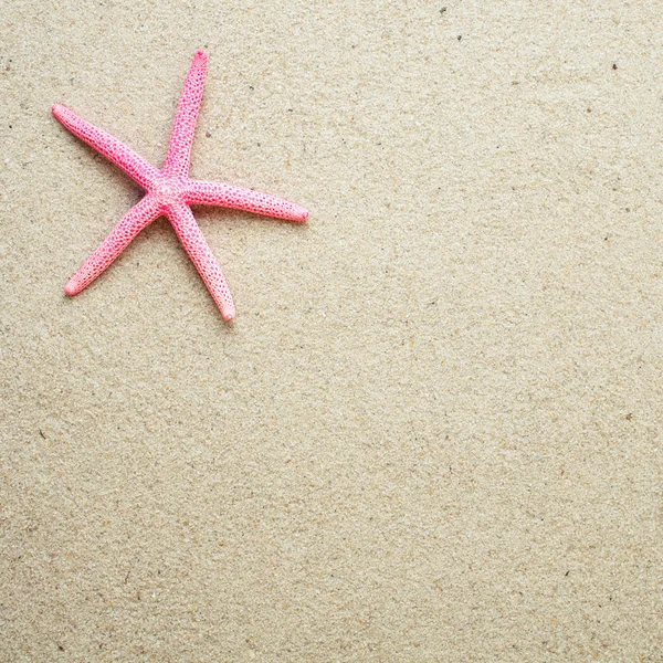 Sand.red deniz yıldızı deniz kabukları