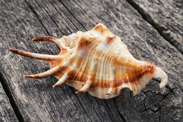 Mořská mušle na dřevěném pozadí — Stock fotografie