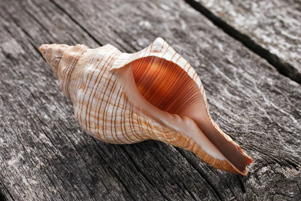 Concha do mar no fundo de madeira — Fotografia de Stock