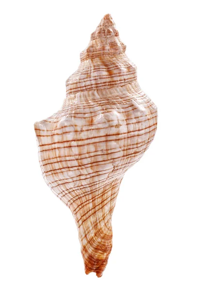 Mořská skořápka izolované na bílém pozadí — Stock fotografie