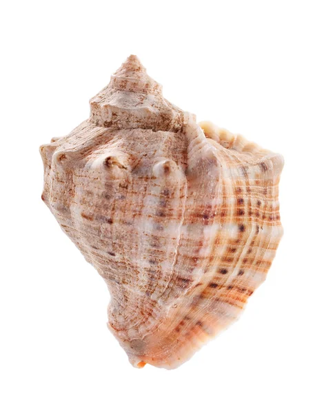 Sea shell isolated on white background — Stock Photo, Image