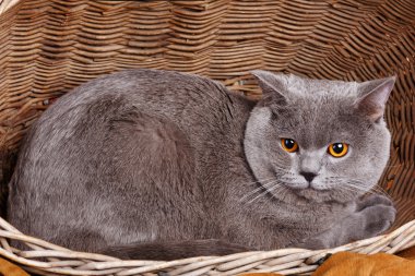 Britanya ile ilgili stenografi kedi üzerinde ahşap sepeti