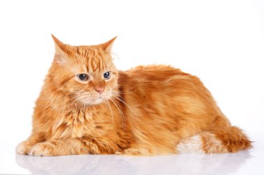 Kırmızı kedi beyaz arka planda izole edilmiş.