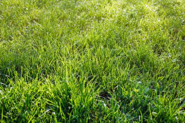 Su damlalı yeşil çimen