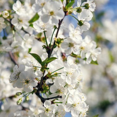 beyaz çiçekler dalda açan