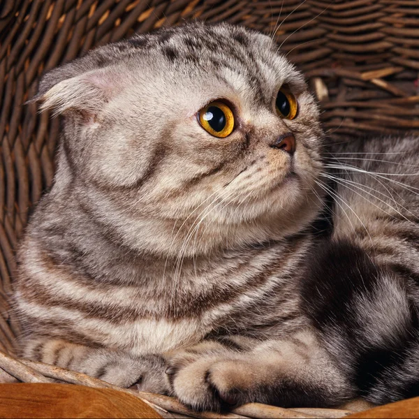与黄色的双色条纹猫的眼睛苏格兰折叠坐在木制的篮子里 — 图库照片