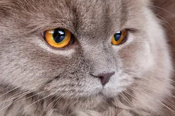 노란 눈을 가진 회색 고양이의 초상화 — 스톡 사진