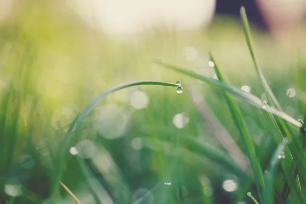 Wassertropfen auf Gras — Stockfoto