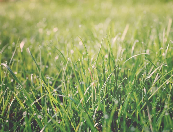 Waterdruppels op gras — Stockfoto