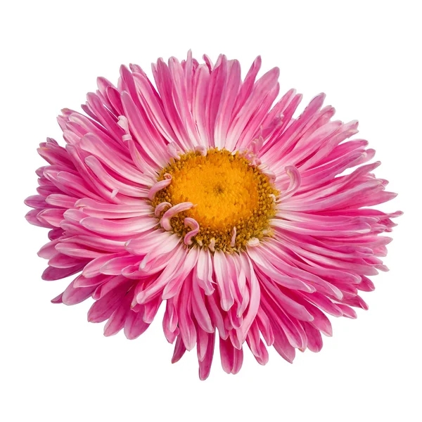 Różowy gerbera kwiat izolowany na białym tle — Zdjęcie stockowe