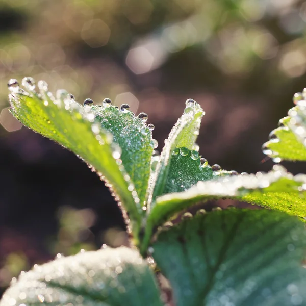 Gotas de orvalho na folha verde — Fotografia de Stock