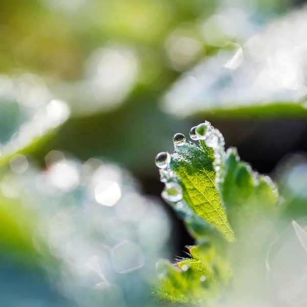 Dew drops på bladen av jordgubb — Stockfoto