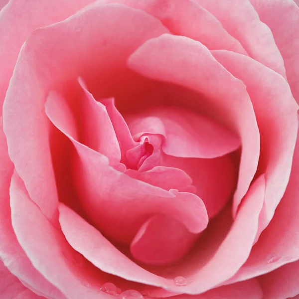 Beautiful Pink rose — Stock Photo, Image