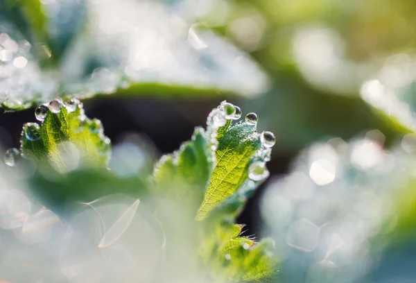 Dew drops på bladen av jordgubb — Stockfoto