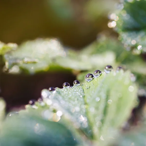 Dew drops på bladen av jordgubb — Stockfoto