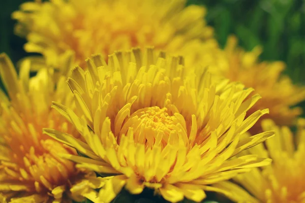 Hermosas cabezas de flores amarillas frescas, primer plano —  Fotos de Stock