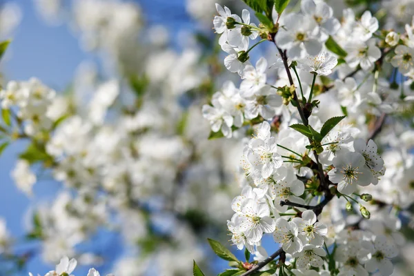 White flowers blooming on branch — Stock Photo, Image