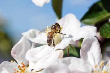 Beyaz kiraz çiçeklerinin üzerinde arı var.
