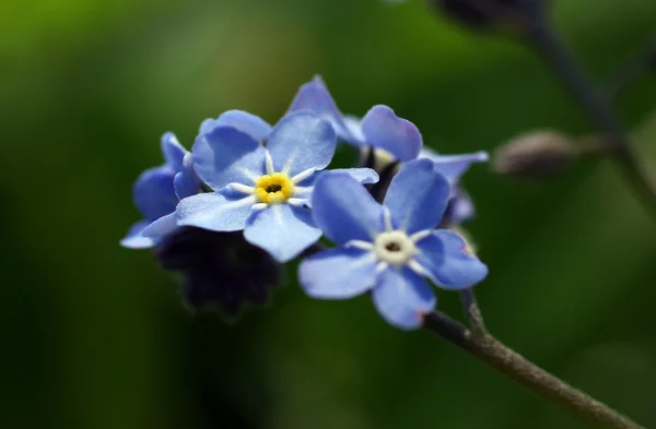 Bellissimo fiore viola in giardino — Foto Stock