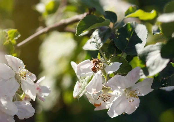 蜜蜂在白樱花上飞舞 — 图库照片