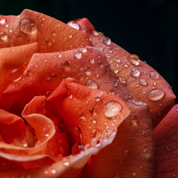 Pembe gül ve çiğ damlaları — Stok fotoğraf