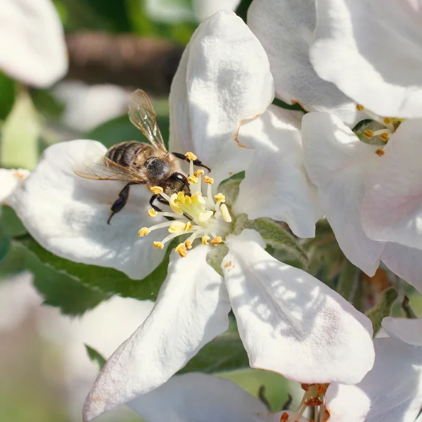 Ape su un fiore dei fiori ciliegio bianchi — Foto Stock